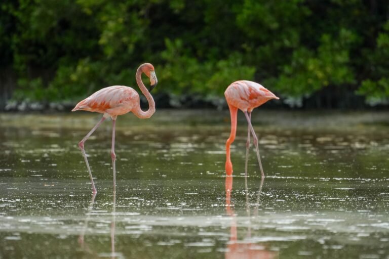 P13_Mexico_Estados_Yucatán