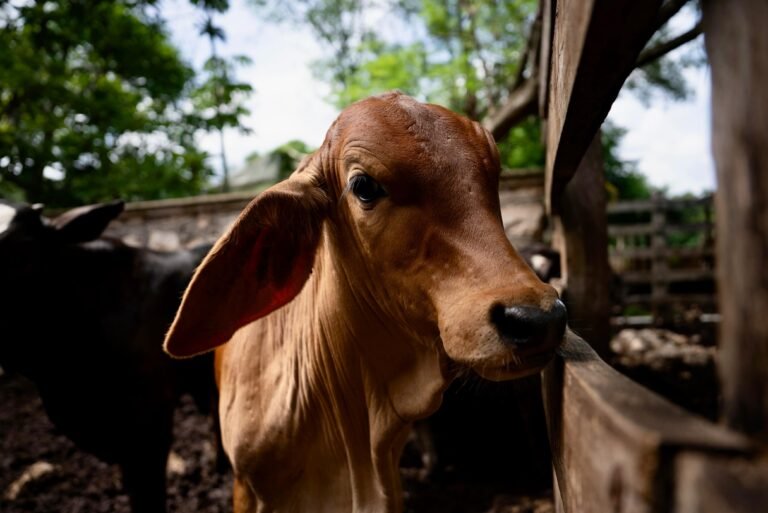 P13_Mexico_Estados_Yucatán