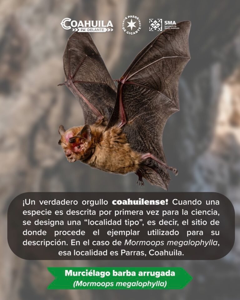 P13_Mexico_Nacional_Estados_Coauhila